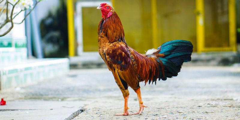 Cách nuôi gà chơi đẹp chuẩn sư kê