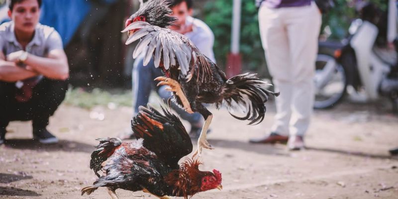 Cách nuôi gà đá chân mạnh chuẩn sư kê