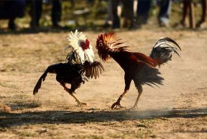 Dấu hiệu chọn gà chọi con khỏe mạnh